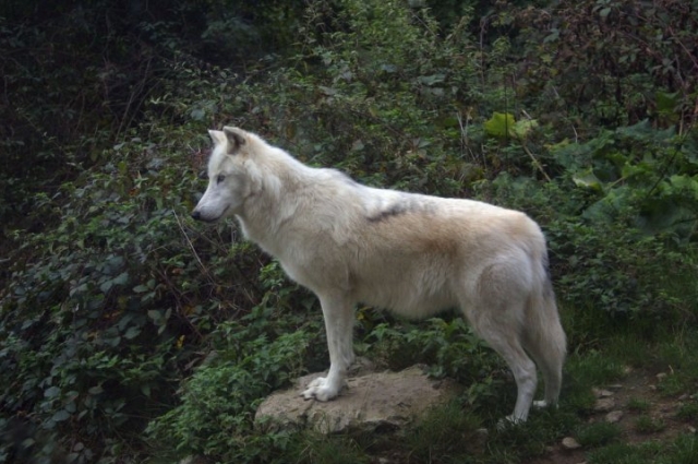 Ardèche : 7 chiens de chasse abattus après avoir pénétré dans une propriété  privée